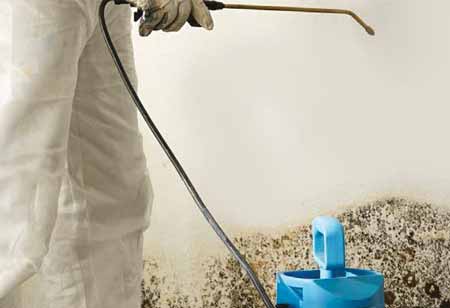Embracing Eco-Friendly Alternatives in Mould Remediation 