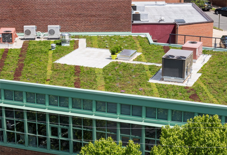 Factors to Consider for a Vegetative Roof